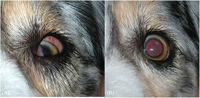 Retrobulbar and Tongue Base Pyogranulomatous Myositis Resulting in Strabismus in a Dog: Case Report